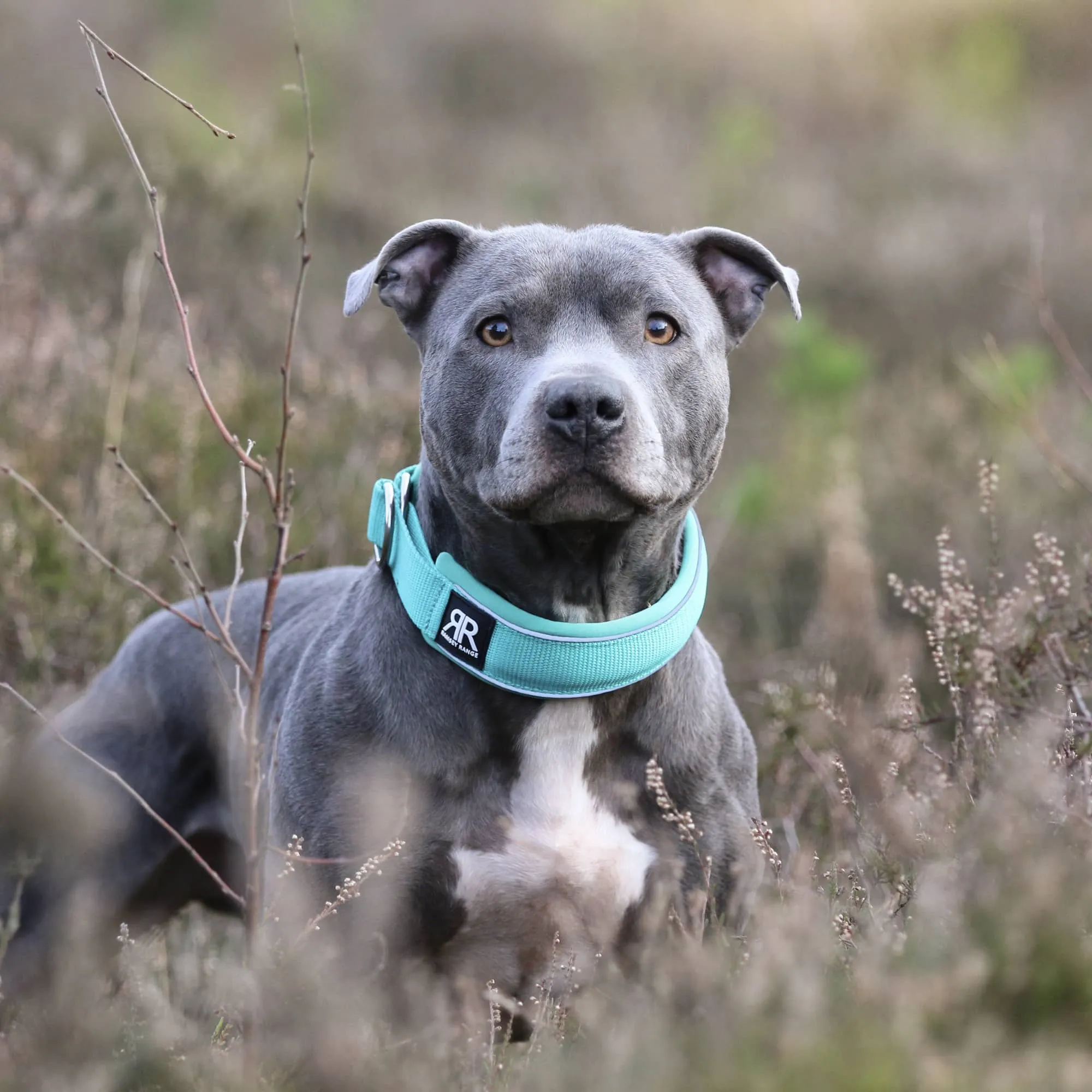 5cm Slip on Collar | Foam Padded - Metal Grey