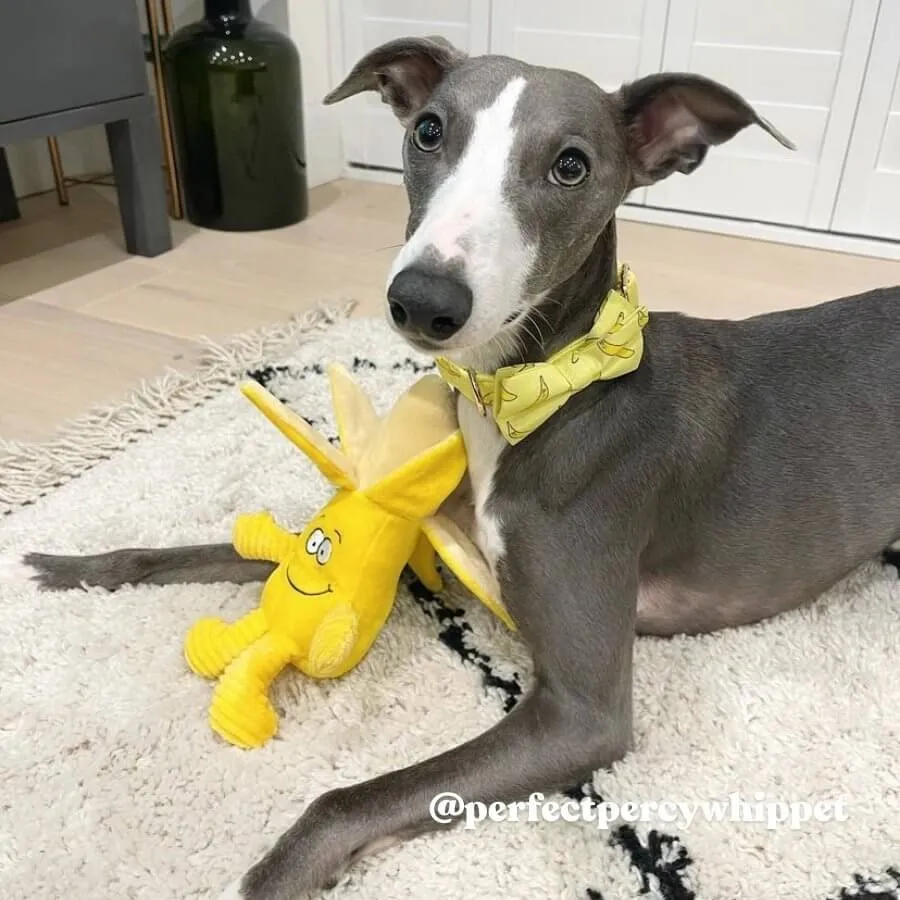 Cheeky Pawnana Bowtie Unbreakable Collar™ & Leash Set