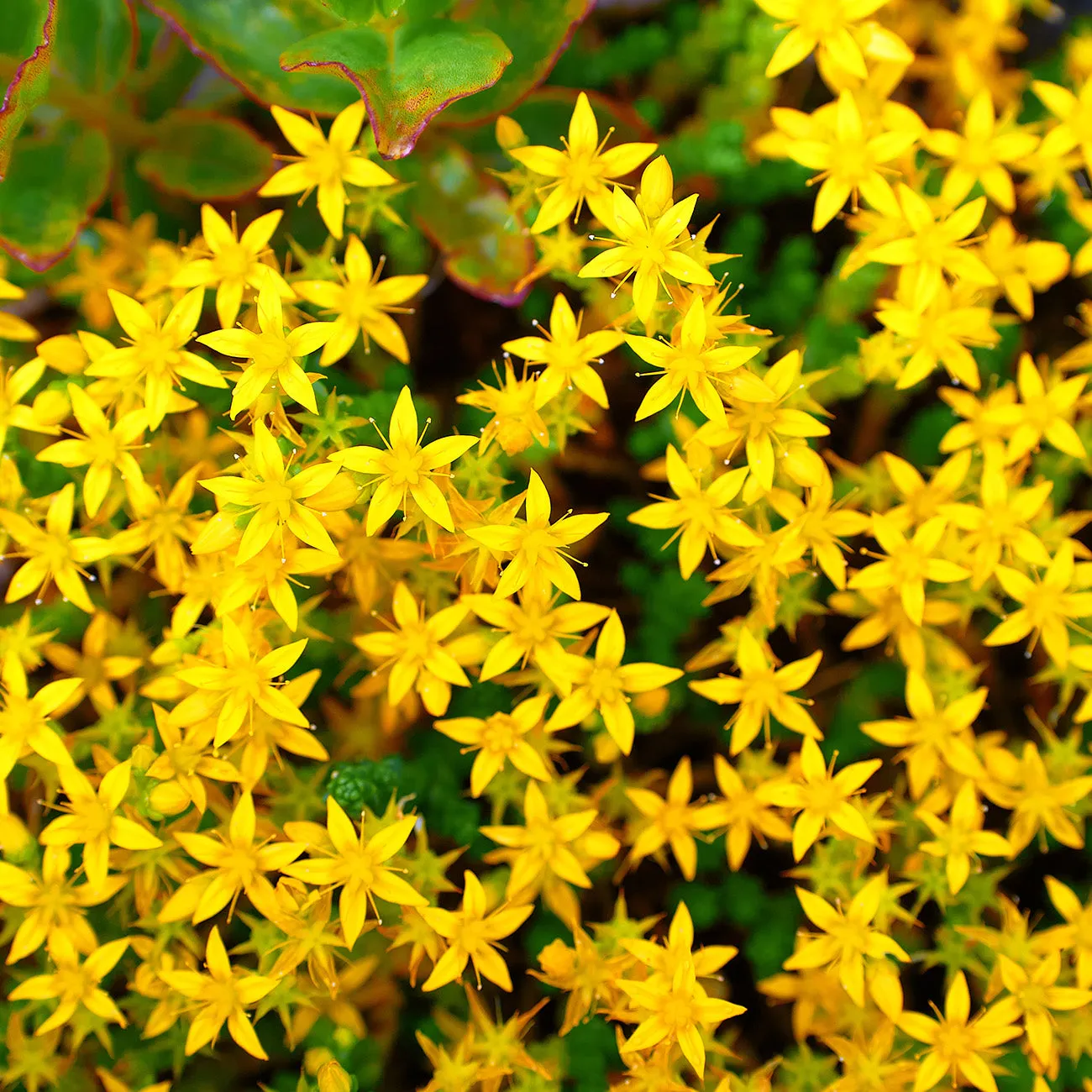 Hypericum Hidcote St. John's Wort Plant