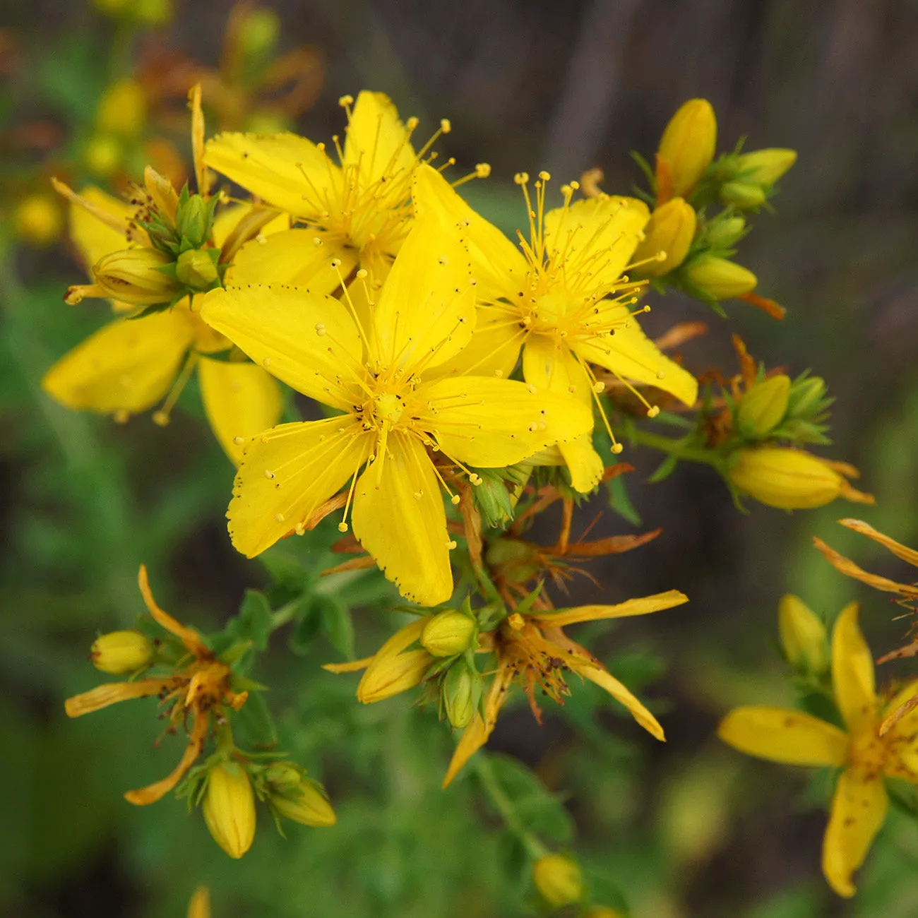 Hypericum Hidcote St. John's Wort Plant