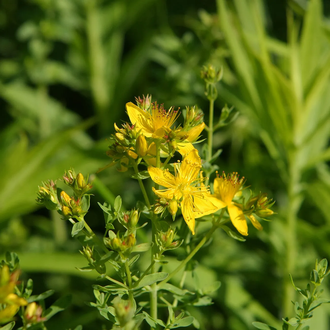 Hypericum Hidcote St. John's Wort Plant