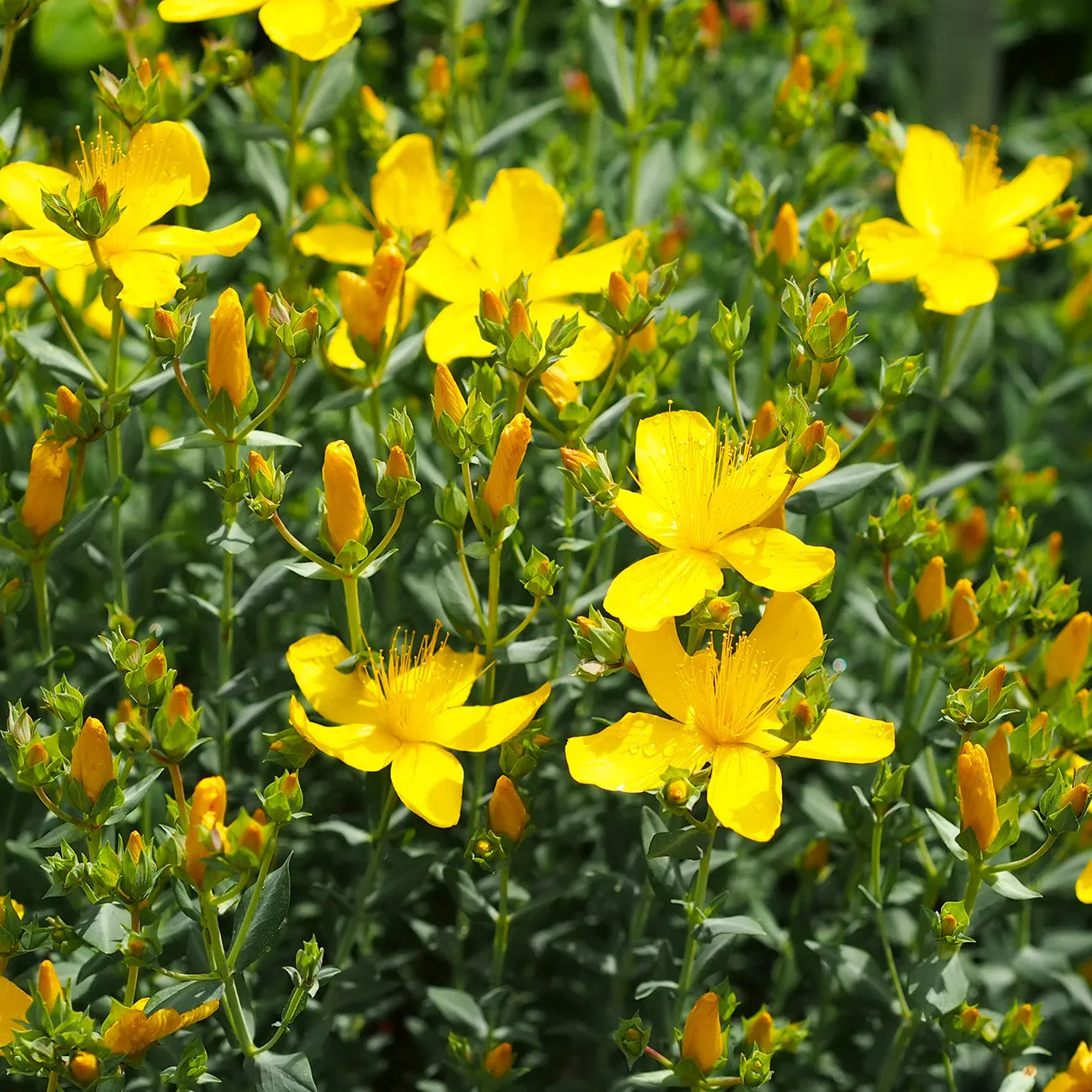 Hypericum Hidcote St. John's Wort Plant