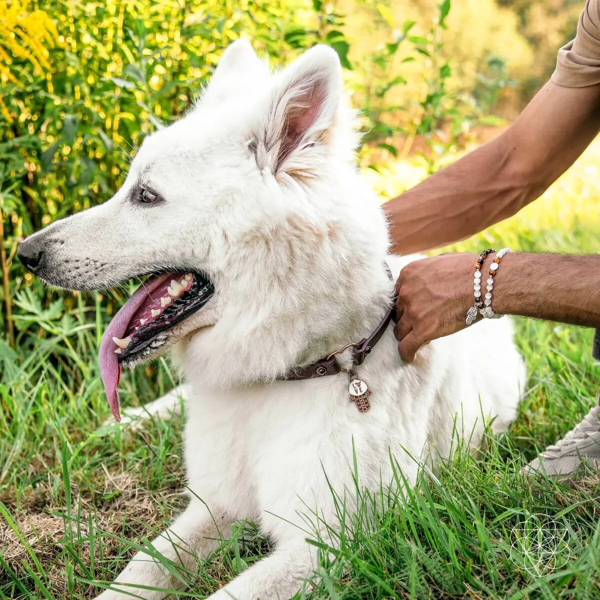 I Love My Dog - Soulmate Matching Protection Set (3 Pcs)