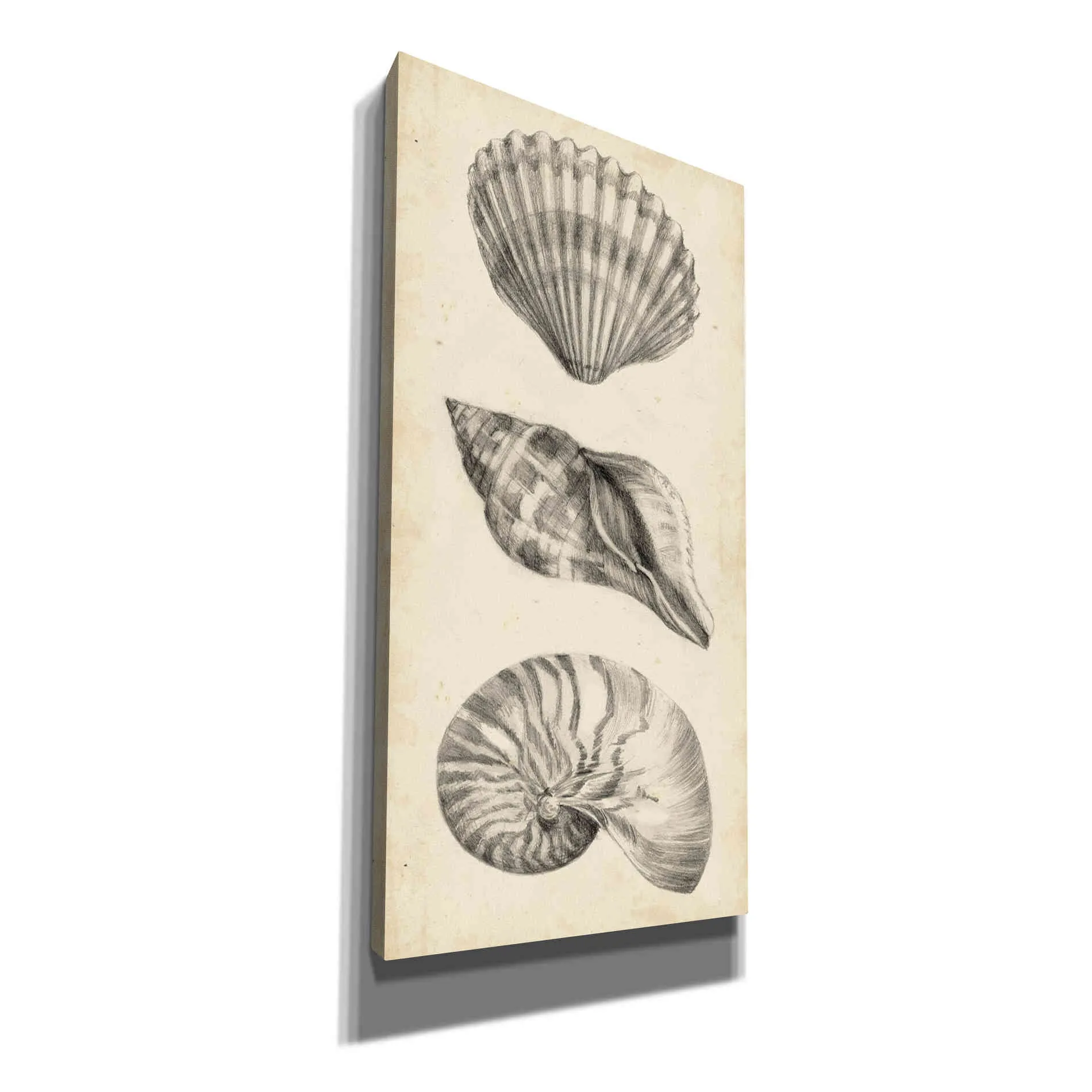 "Antique Shell Study Panel I" by Ethan Harper, Canvas Wall Art