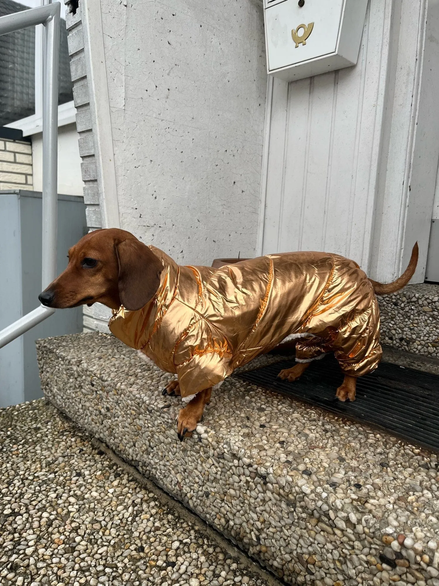 Shiny Dachshund Coat